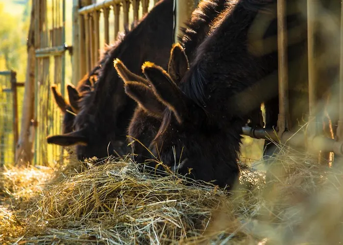 Podesteria Di Gombola - Arte E Territorio ホステル